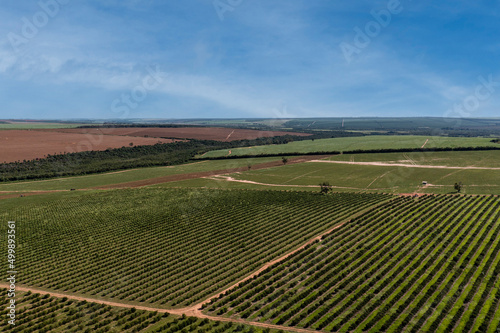 aerial view of orange plantation in sunny day with few clouds
