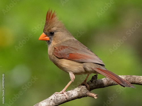 Northern Cardinal