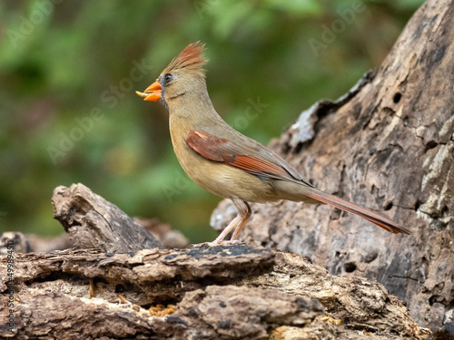 Northern Cardinal