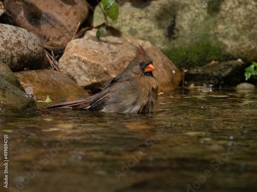 Northern Cardinal