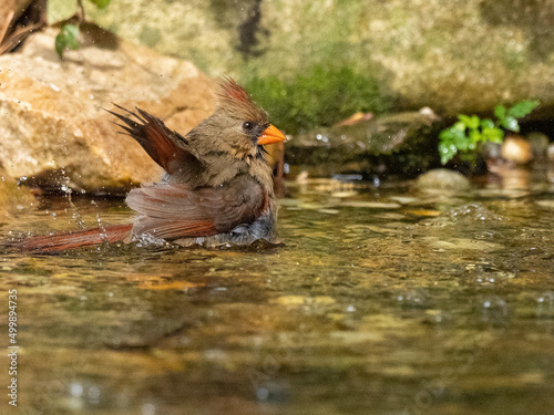 Northern Cardinal