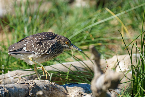  black-crowned night-heron (Nycticorax nycticorax) photo