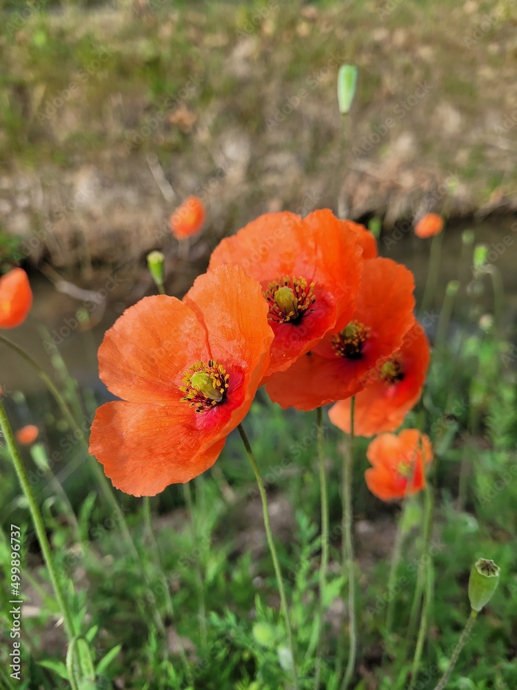 Fototapeta premium Red poppy flower in the wild 