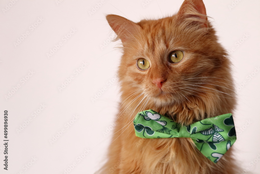 Złocisto rudy kot siedzący na fotelu z zieloną muchą.
A golden ginger cat sitting in an armchair with a green fly. - obrazy, fototapety, plakaty 