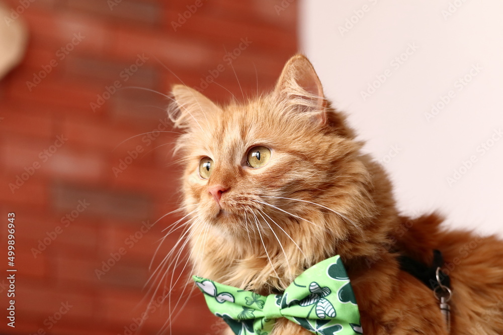 Złocisto rudy kot siedzący na fotelu z zieloną muchą.
A golden ginger cat sitting in an armchair with a green fly. - obrazy, fototapety, plakaty 