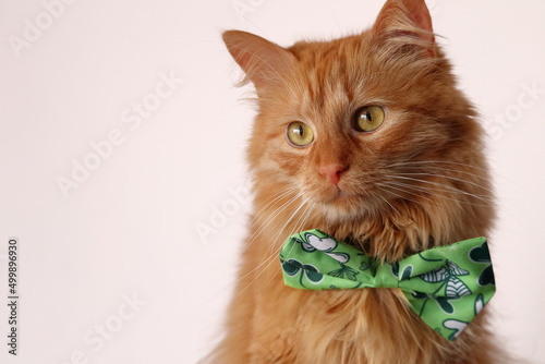 Złocisto rudy kot siedzący na fotelu z zieloną muchą. A golden ginger cat sitting in an armchair with a green fly.