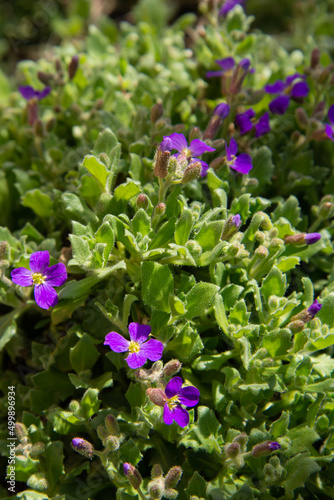 flowers in the garden