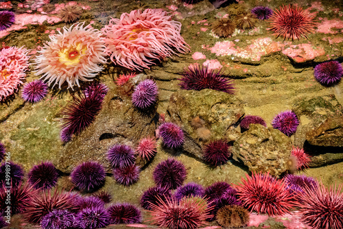 anemone and urchins in a tide pool