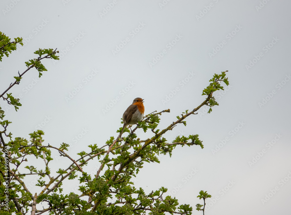 a robin redbreast (Erithacus rubecula) singing from a tree branch perch a robin redbreast (Erithacus rubecula) singing from a tree branch perch