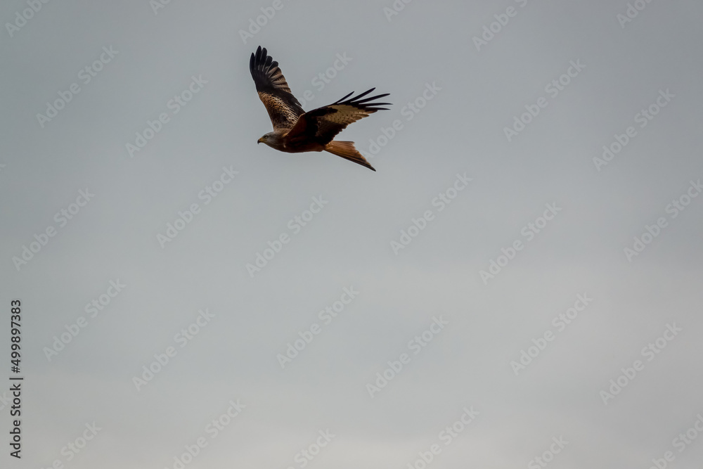Obraz premium a wild red kite (Milvus milvus) in flight