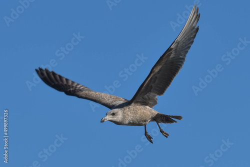 flying seagull in flight