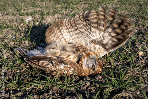 wildlife and traffic, dead owl on a meadow killed by traffic from a road nearby