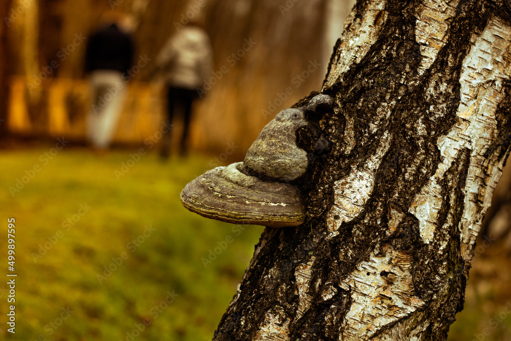 Fototapeta premium wood fungus