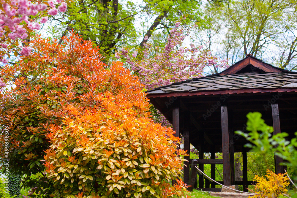 Japanese Flowering Cherry, National Flower of Japan. Japanese Cherry Blossom, Sakura, East Asian Cherry, Prunus Serrulata, Spring Day In Garden. Ornamental Cherry Blossom Trees.	