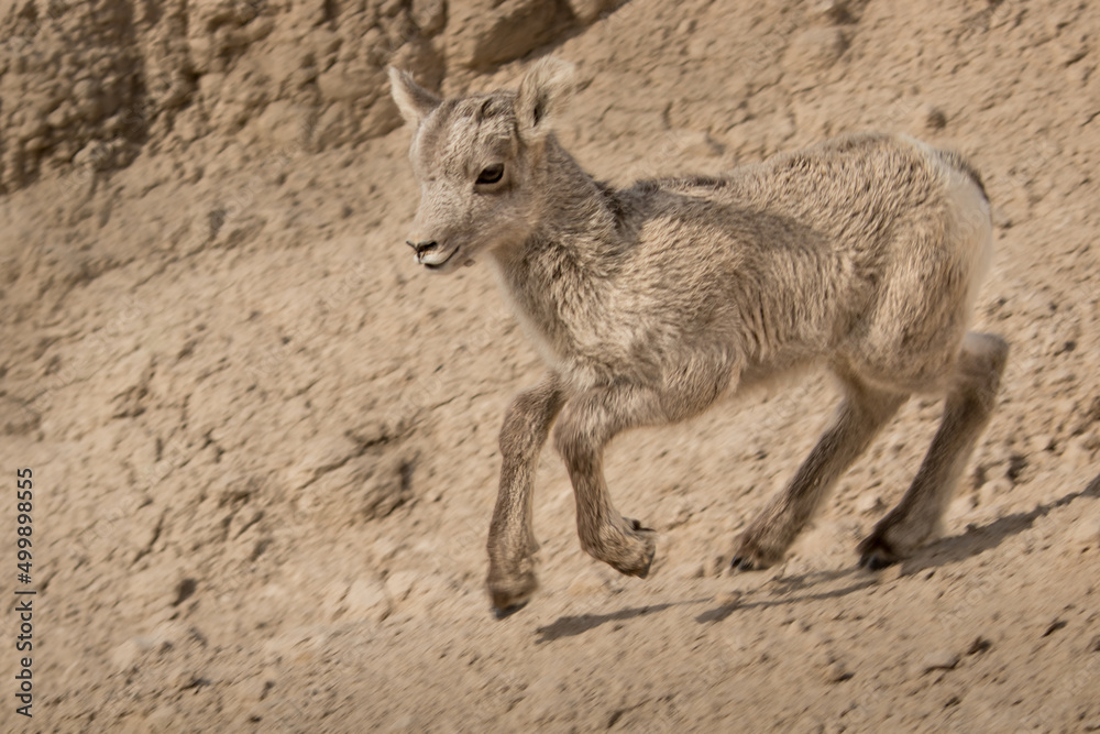 Fototapeta premium Bighorn Sheep Lamb Running