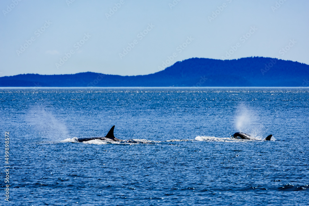 Fototapeta premium orca in puget sound