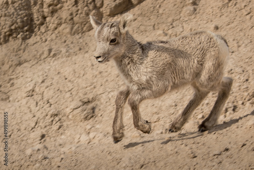 Bighorn Sheep Lamb Running