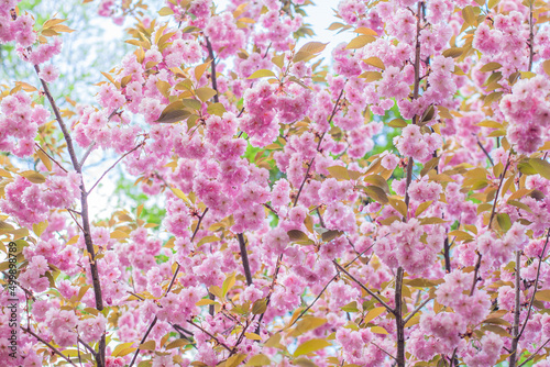 Japanese Flowering Cherry, National Flower of Japan. Japanese Cherry Blossom, Sakura, East Asian Cherry, Prunus Serrulata, Spring Day In Garden. Ornamental Cherry Blossom Trees. 