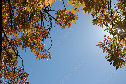 Autumn leaves and blue sky.  The blue leaves plenty of room for text usage.