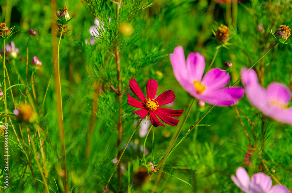 Bright photo with colored wildflowers. Summer screensaver. Bright photo with colored wildflowers. Summer screensaver.