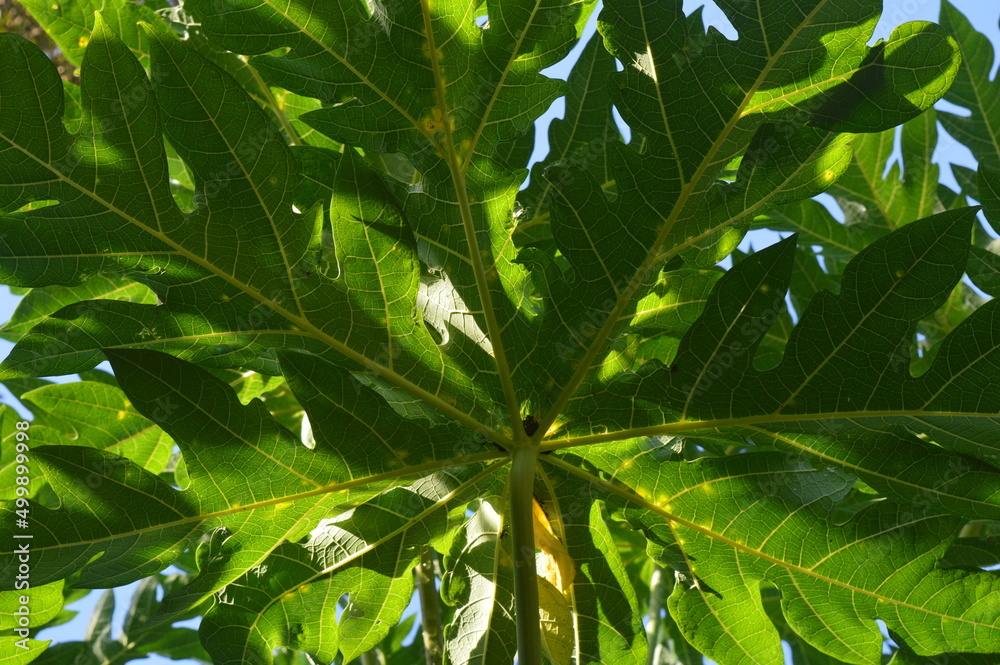 green papaya leaf background in the garden, herbal concept, useful for overcoming digestive problems green papaya leaf background in the garden, herbal concept, useful for overcoming digestive problems