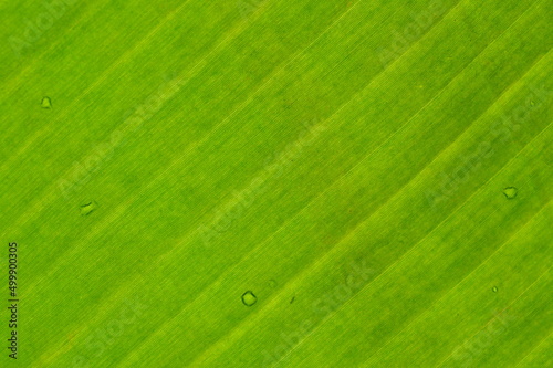 banana leaf closeup background with green color