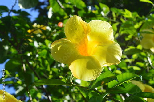 allamanda flower that falls on the ground partially hit by water droplets  allamada flower is an ornamental plant which is also called bell flower or buttercup flower