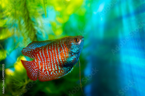 Lalius, colisa lalia fish in a home aquarium photo