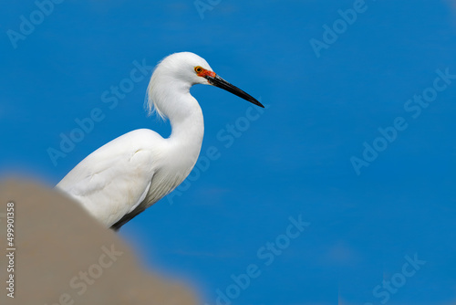 The snowy egret with full red breeding plumage. An Egretta thula is in wild. White bird is isolated with blue water background .