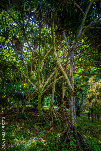  2022-04-18 A GROVE OF MATURE HALA TREES ON THE ISLAND OF KAUAI HAWAII