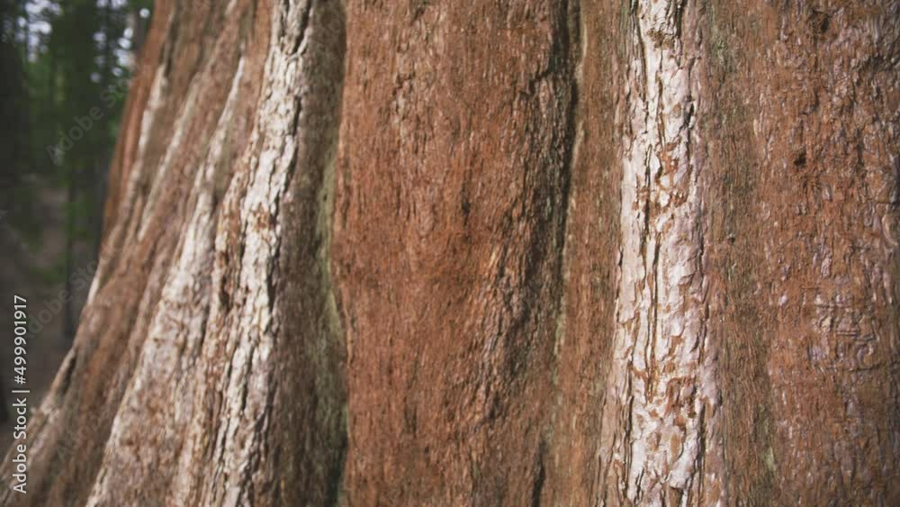 Female environmental activist gently touching Sequoia red tree bark in forest Female environmental activist gently touching Sequoia red tree bark in forest