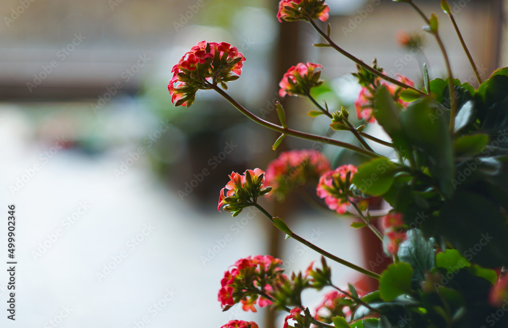 Red geranium flower inside the window