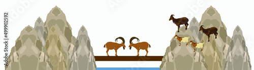 Two bighorn male goats on chump fighting vector illustration isolated on white background. Angry and stubborn animal battle. Alpha goat macho conflict on bridge. Natural battle for mating and family.