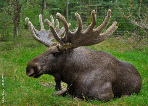 A horned moose lying in the grass