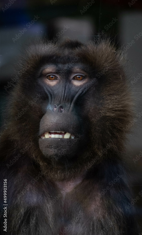 Baboon pressing face up against the glass from inside zoo