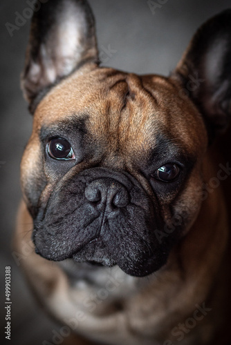 french bulldog