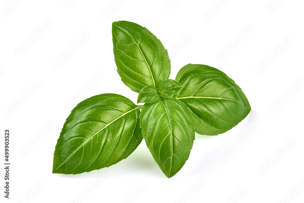 Fresh green basil leaves, isolated on white background. Fresh green basil leaves, isolated on white background.