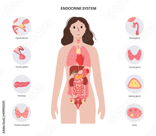 Human endocrine system