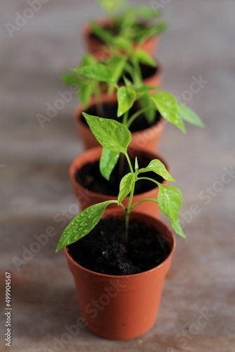 Young cayenne pepper plants in small pots, growing plant, plant seedling, water drops on leaves, close-up