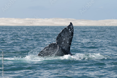 Stunning gray whale tale with water splashes at Guerrero Negro bay