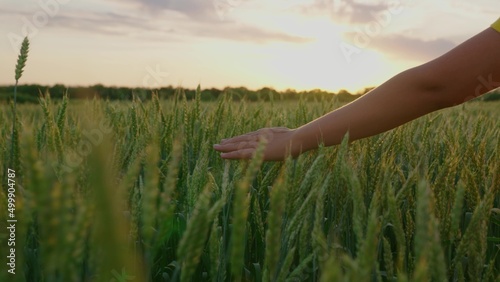 Agricultural business. Farmer s hand touches ears of wheat in field under sun  inspecting his harvest. Farmer woman walks through wheat field at sunset  touching green ears of wheat with her hands