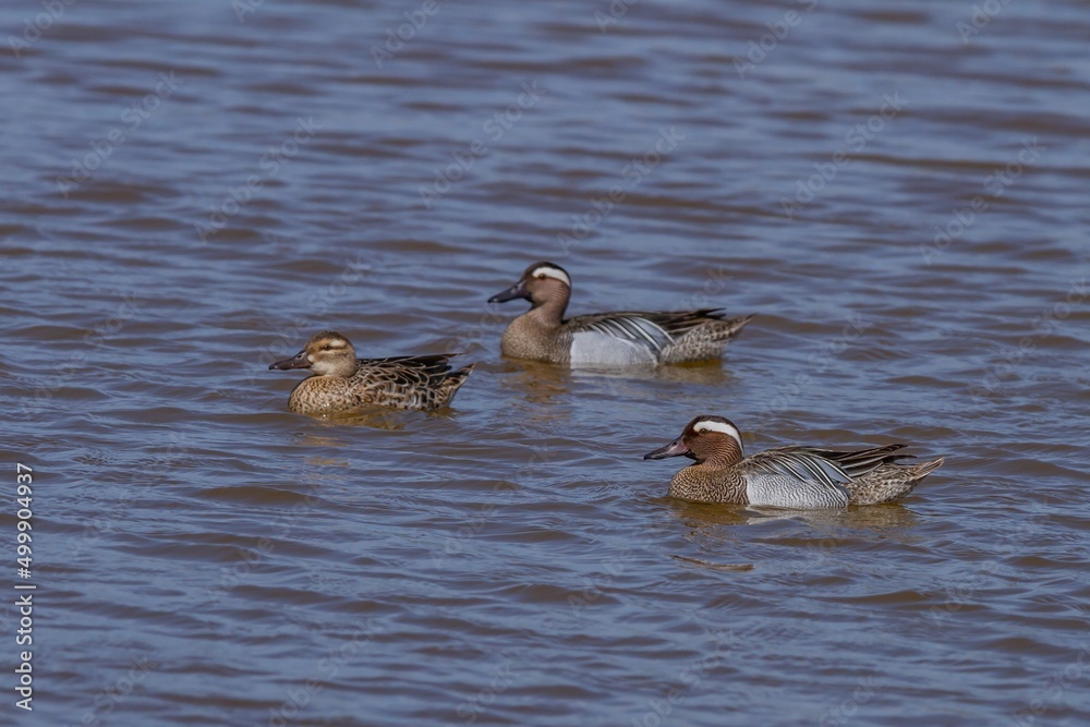Garganey (Spatula querquedula) resting in the Remolar nature reserve in Viladecans, Barcelona (Spain). Garganey (Spatula querquedula) resting in the Remolar nature reserve in Viladecans, Barcelona (Spain).