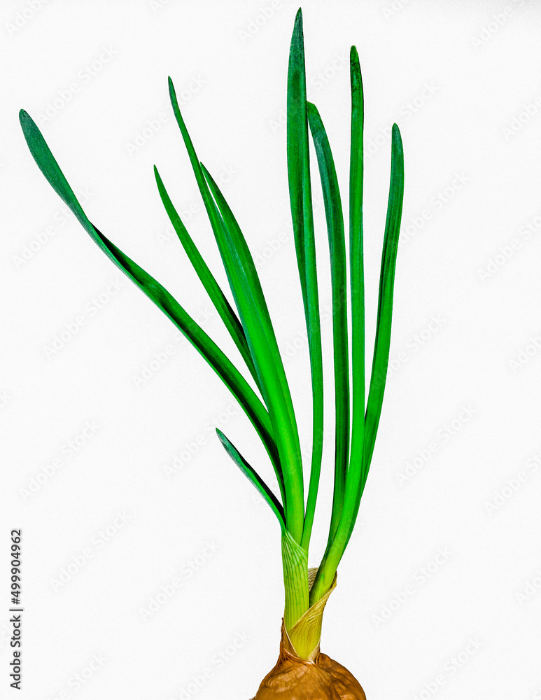 growing young green onion shoots on a white background	
