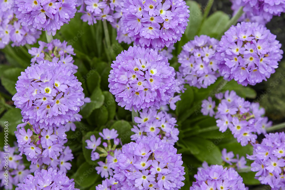 Obraz premium Purple alyssum flowers with dew raindrops on a green bed