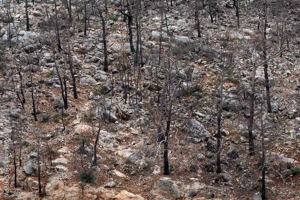 Obraz premium fired forest in Antalya Turkey
