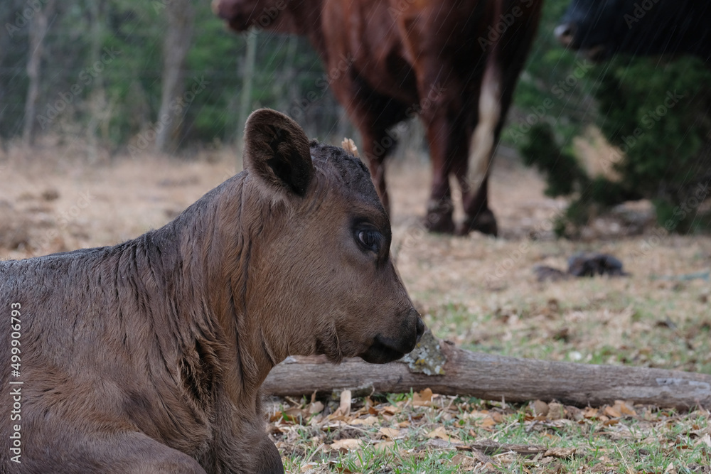 Calf with funny annoyed face in rainy weather. Calf with funny annoyed face in rainy weather.