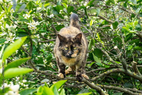 beautiful cat in orange tree