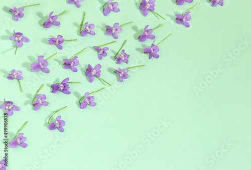Pattern of sweet violet flowers on sunny day. Minimal spring concept of blooming flowers on pastel green background.
