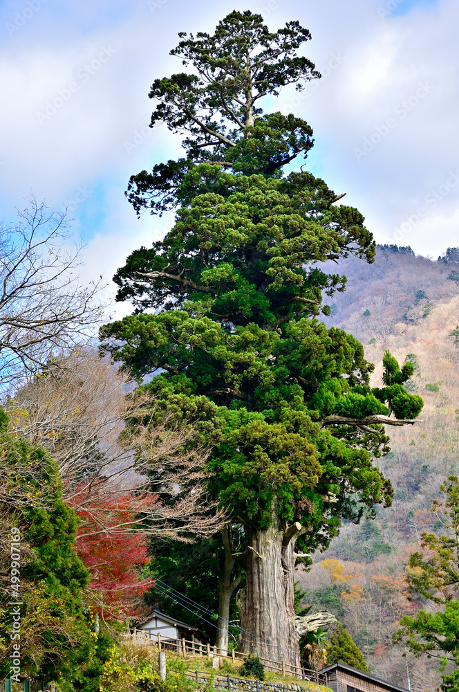 Obraz premium 神奈川県山北町 箒杉