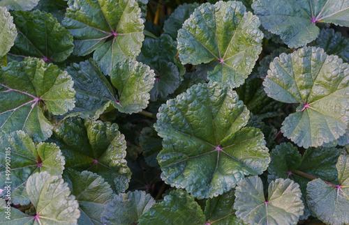 The structure of large-leaved plants